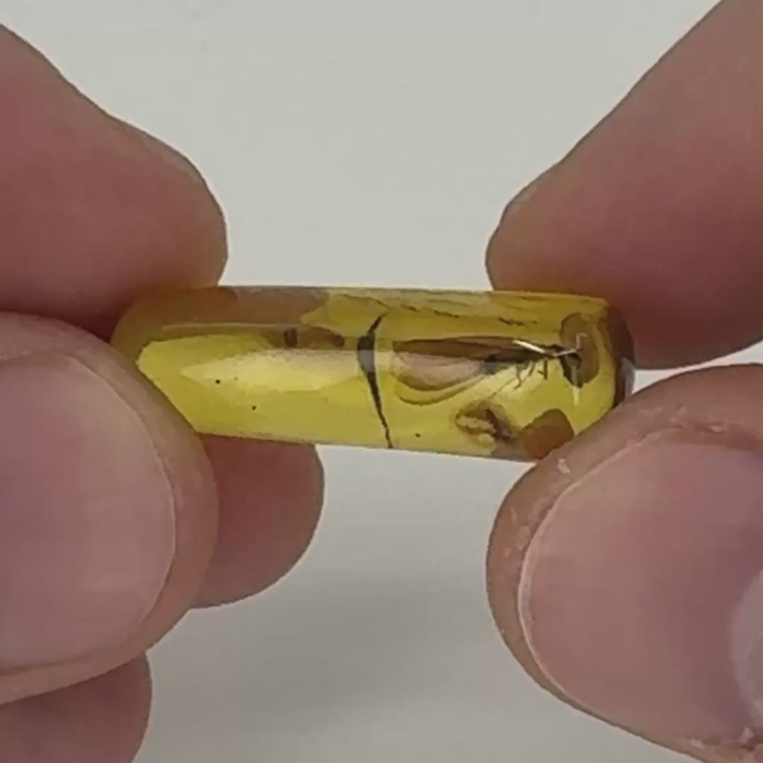 Ambre naturel du Mexique avec inclusion d’une termite ailée parfaitement conservée-07