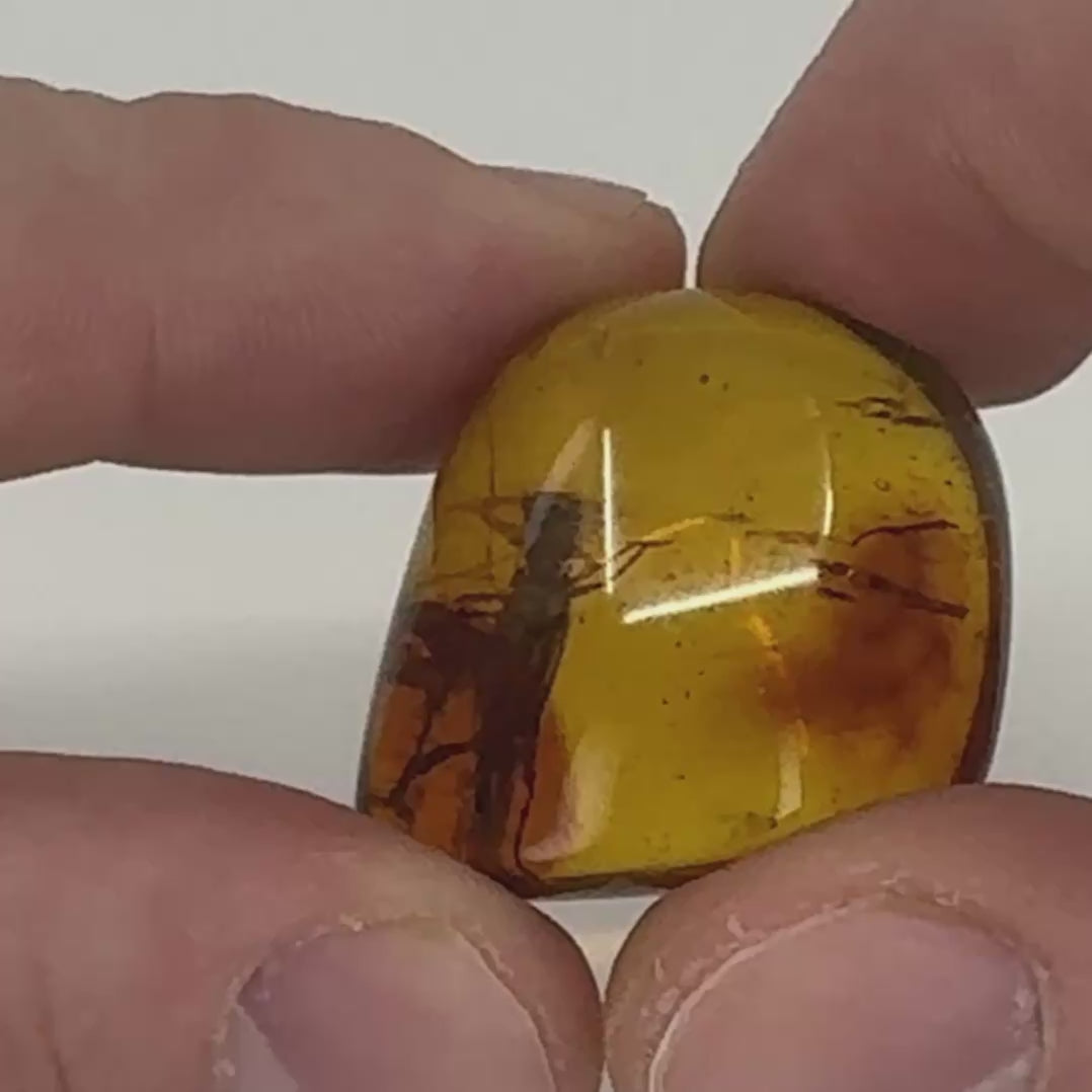 Ambre naturel du Mexique renfermant un criquet fossilisé, figé dans des teintes ambrées profondes-08