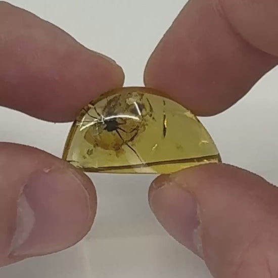 Cabochon d’ambre naturel du Mexique avec inclusion complète d’une fourmi visible en transparence-07