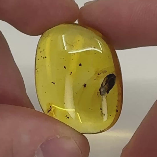 Ambre naturel du Mexique contenant un coléoptère fossilisé, parfaitement visible dans une teinte miel translucide-08