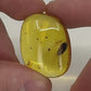 Ambre naturel du Mexique contenant un coléoptère fossilisé, parfaitement visible dans une teinte miel translucide-08