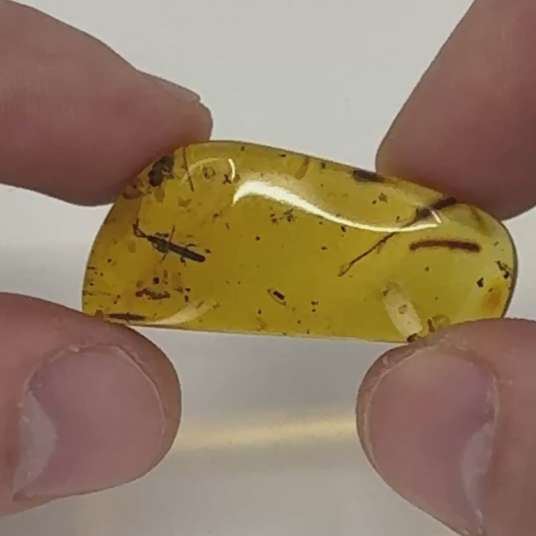 Ambre naturel du Mexique renfermant un charançon parfaitement visible, fossile rare et détaillé-07