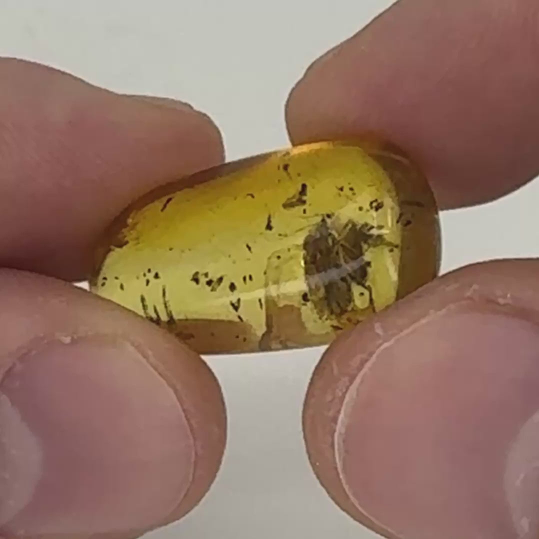 Cabochon d’ambre naturel mexicain avec inclusion d’une réduve masquée, parfaitement conservée-07