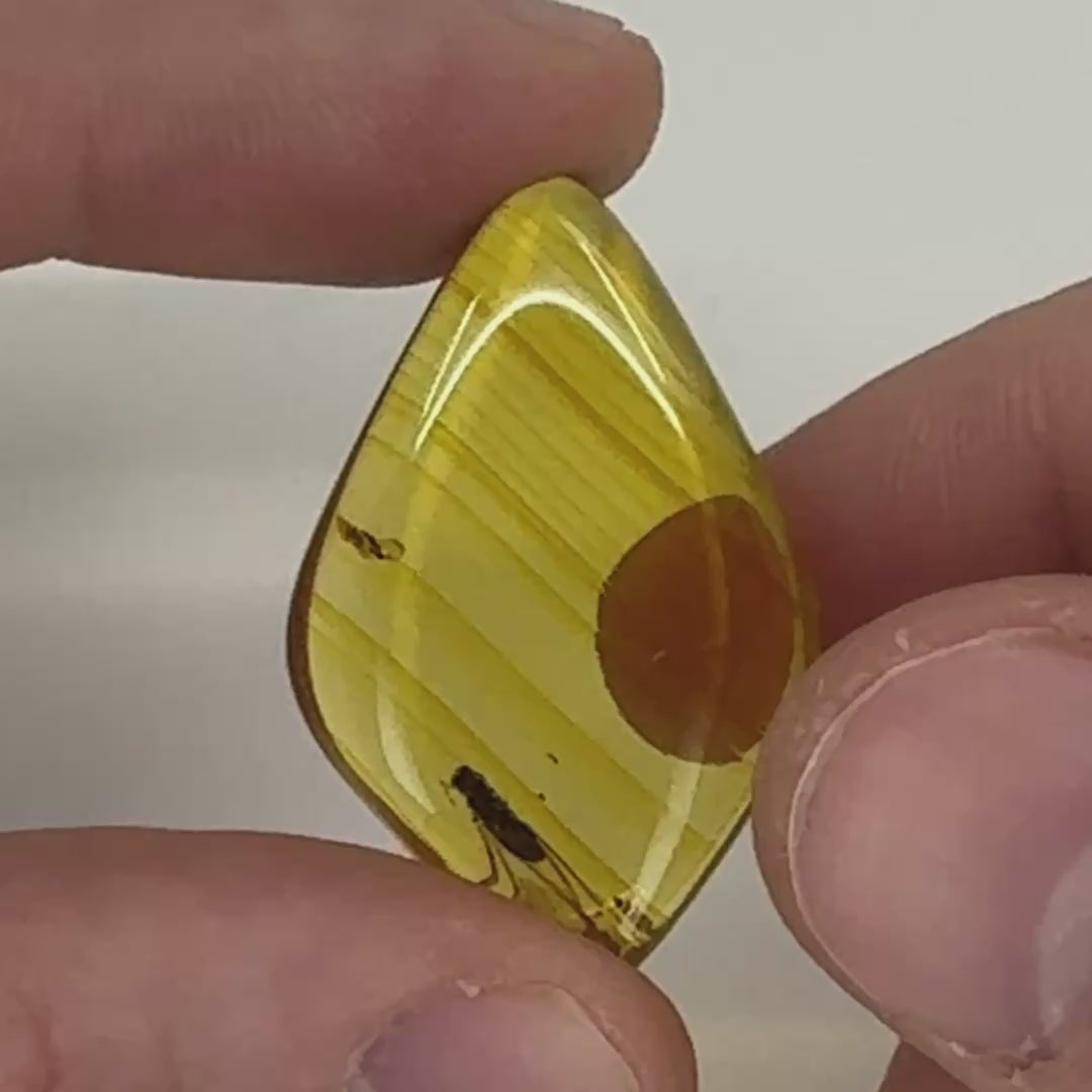 Cabochon d’ambre naturel du Mexique avec inclusion d’un moucheron, parfaitement visible dans des reflets dorés-09