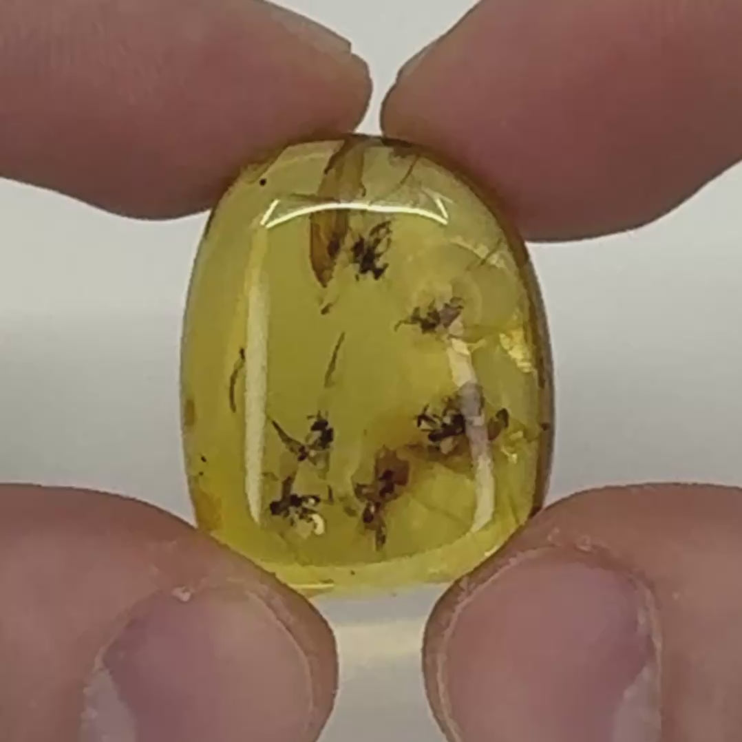 Cabochon d’ambre naturel du Mexique contenant plusieurs insectes volants parfaitement visibles, figés dans la résine fossile-07